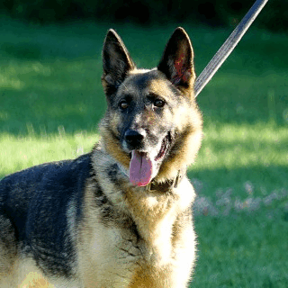 Drug Dog, Bomb Dogs, Police Dogs