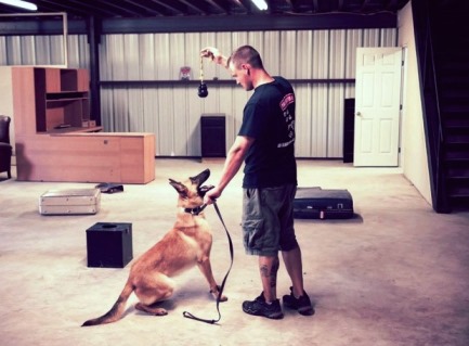 Selection Tested Green Detection Dogs from Pacesetter K9