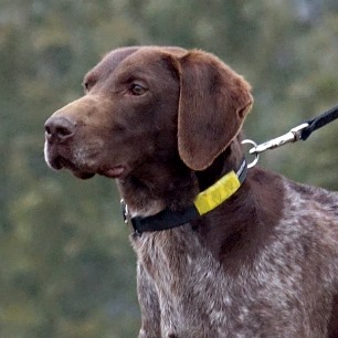 Explosives Detection Dog Haker
at APD