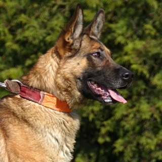Dual Purpose Police Dog, Patrol Dog, Detection Dog, Police K9
