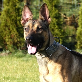 Detection Dog, Police K9
