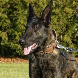 Dual Purpose Police Dog, Patrol Dog, Detection Dog