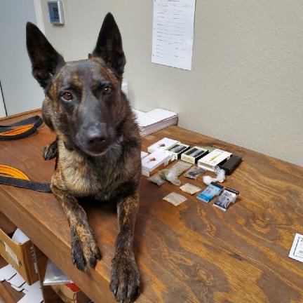 Narcotics Detection Dog Drug Bust