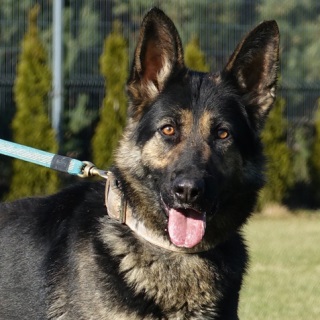 Explosives Detection Dog, Bomb Dog, Police Dog