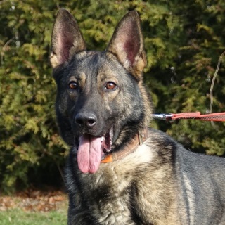 Dual Purpose Police Dog, Patrol Dog, Detection Dog, Police K9