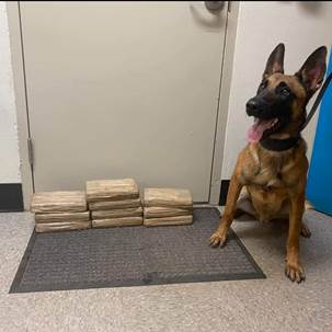 Narcotics Detection  Drug Dog Drug Bust