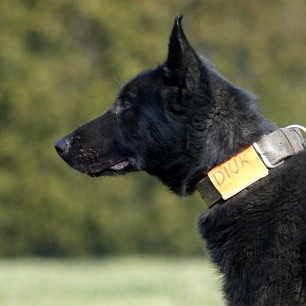 Explosives Detection Dog