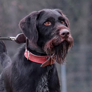 Explosives Detection Dog