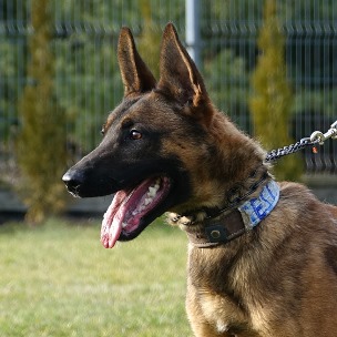 Dual Purpose Police Dog
Patrol and Explosives Detection.