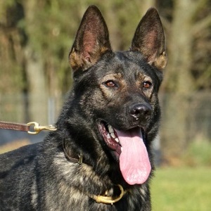 Explosives Detection Dog.
Police Dog Bady.
Hobbs NM PD