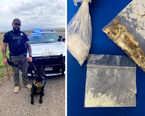 Narcotics Detection Dog Drug Dog 
Drug Bust