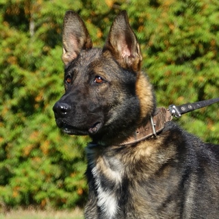Detection Dog, Police Dog