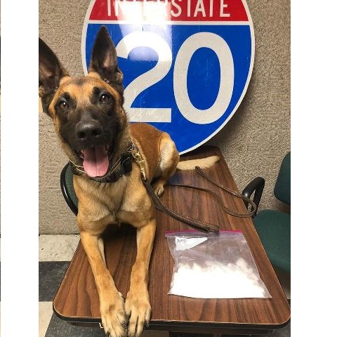 Dual Purpose Patrol Narcotics Detection Dog drug bust