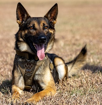 Dual Patrol Narcotics Detection Dog