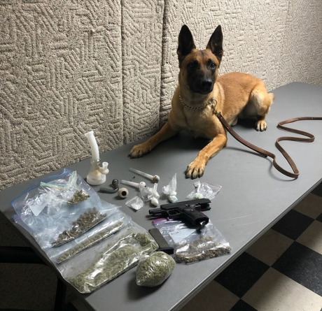 Drug Dogs, Narcotics Detection Dogs