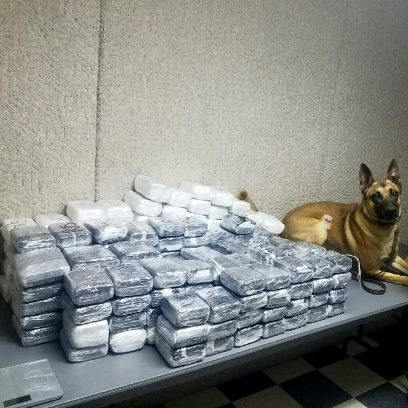Dual Purpose Police Dog Rico drug bust