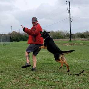 Dual Purpose Police Dogs, Dual Patrol Detection Dogs, Patrol Dogs, Detection Dogs