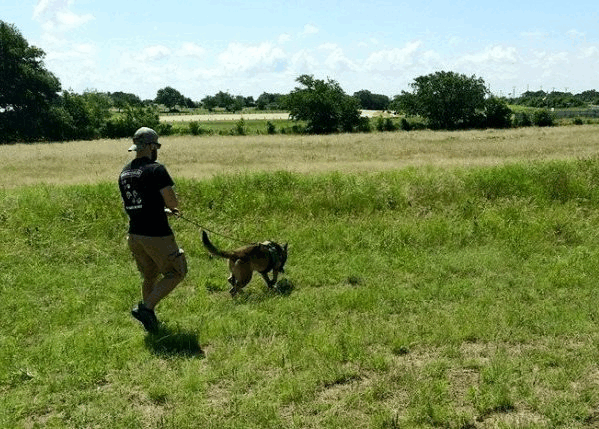 Tracking Dog training