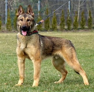 Dual Purpose Patrol Narcotics Detection Police Dog