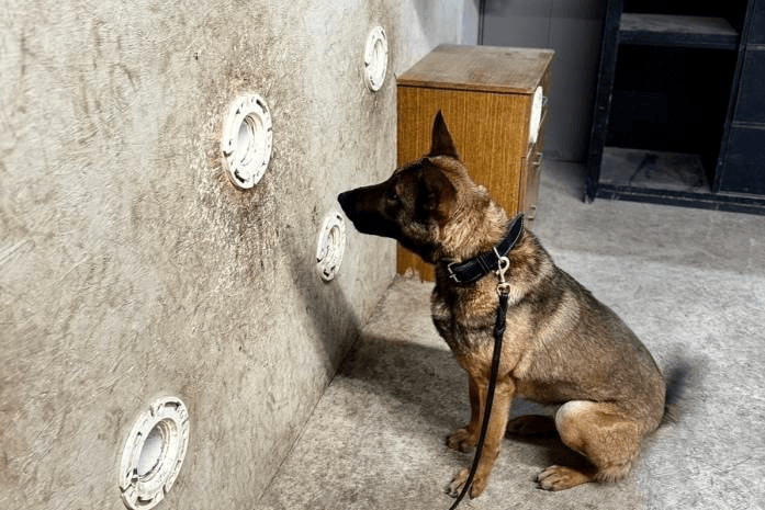 Drug Dogs Narcotics Detection Dog from Pacesetter K9