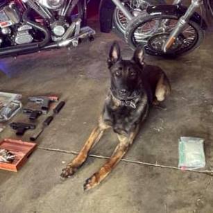 Dual Patrol Narcotics Detection Dog Bolo